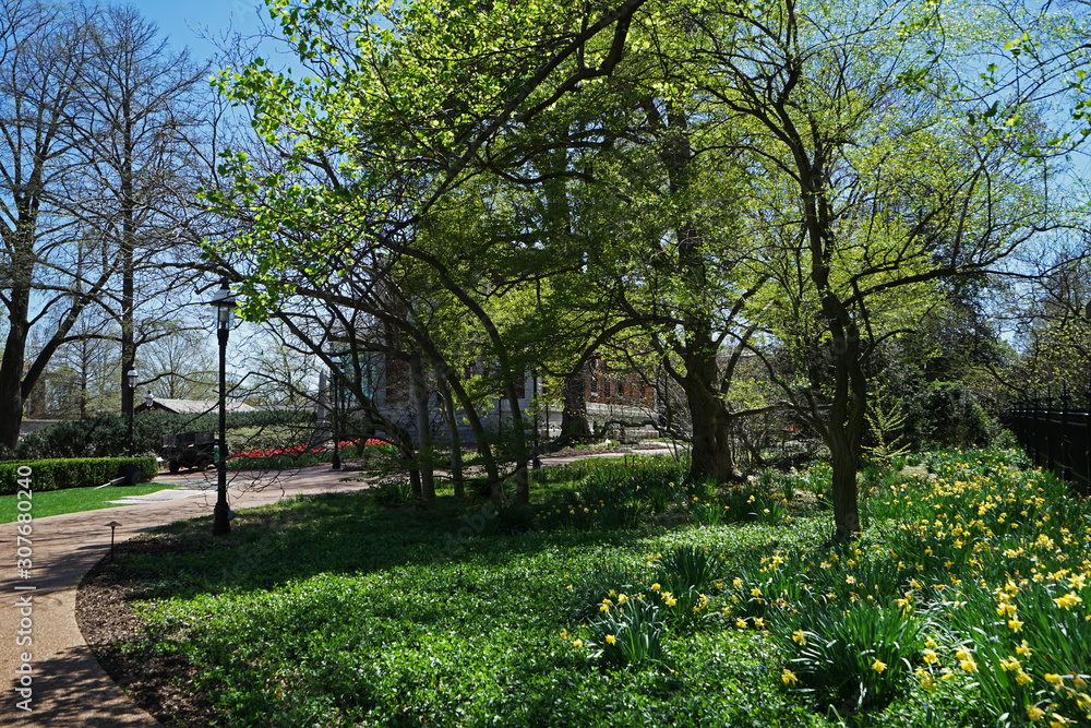 Arrangement of big tree and yellow Jonquils Daffodils flower park at Missouri Botanical garden -Saint Louis, United states Arrangement of big tree and yellow Jonquils Daffodils flower park at Missouri Botanical garden -Saint Louis, United states