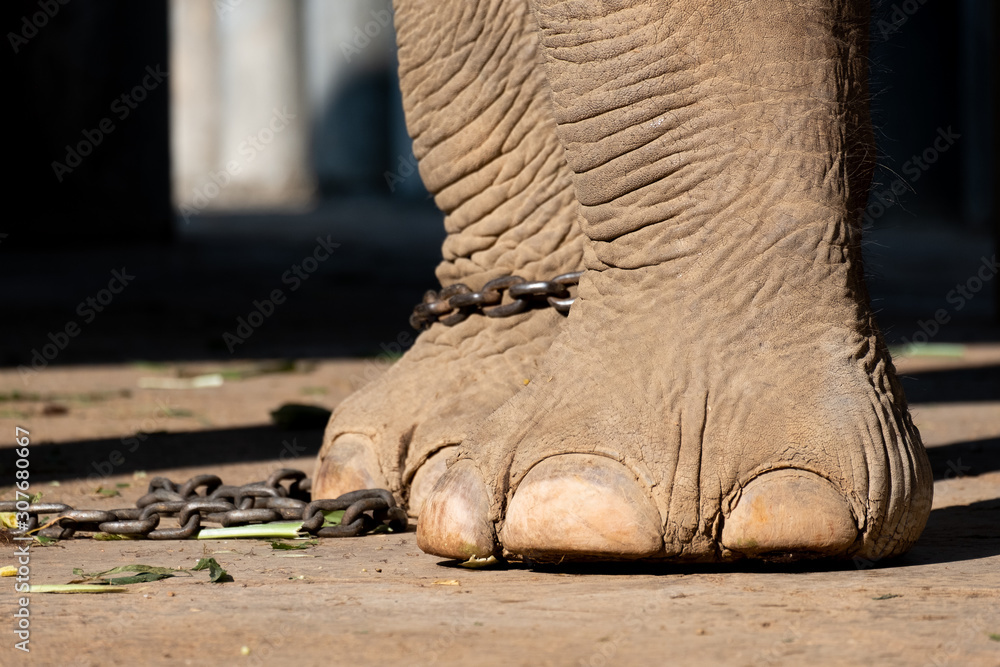 Obraz premium elephant bondage