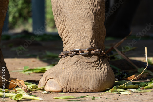 elephant bondage