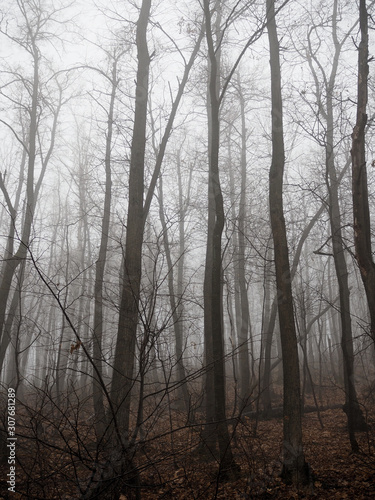 tall bare tree trunks rise in the misty autumn forest