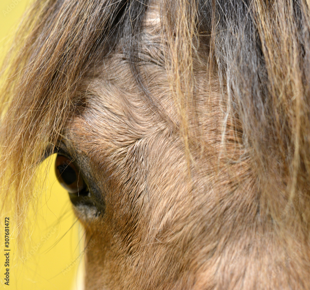 Close up of an horse head with long horse hair and the eye of the animal