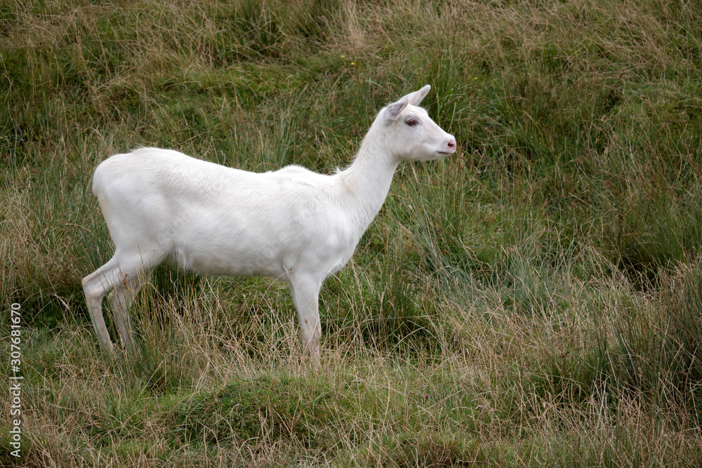 Obraz premium Red Lechwe Antelope (Kobus leche)