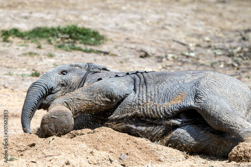 African Elephant  Loxodonta 