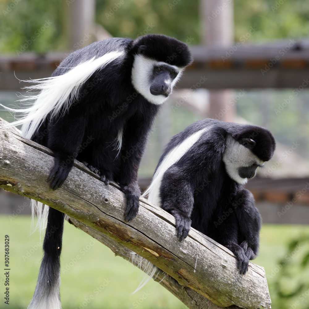 Obraz premium Black and White Colobus (Colubus)