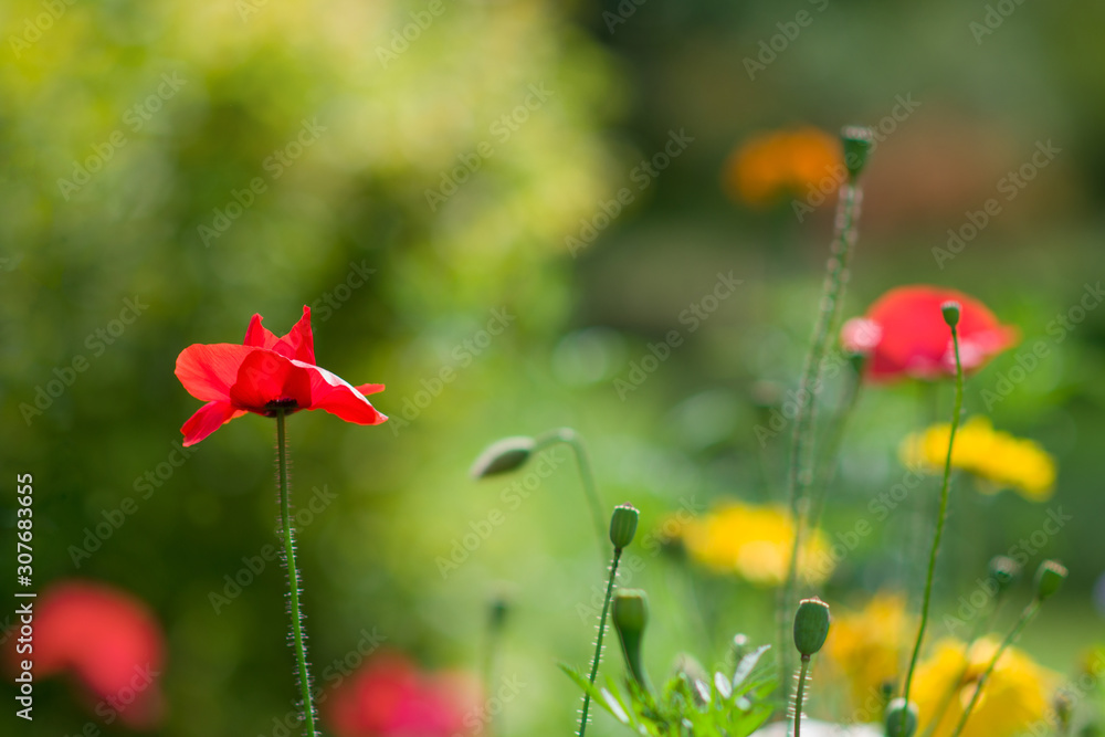 Fototapeta premium Red poppy with blurry background with other flowers .Selective focus on poppy flower