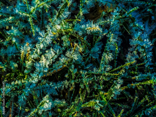 Wallpaper Mural frozen grass covered with ice crystals after frost Torontodigital.ca