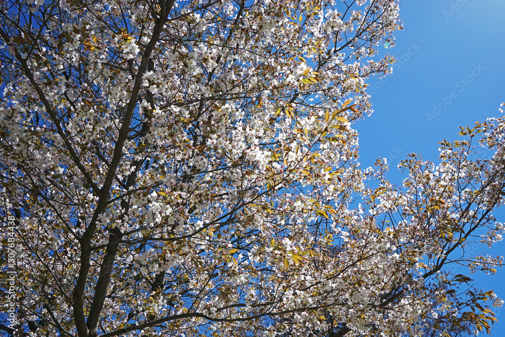 Close up white flower tree with clear blue sky
