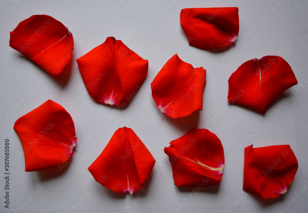 set of red rose petals closeup in isolation set of red rose petals closeup in isolation