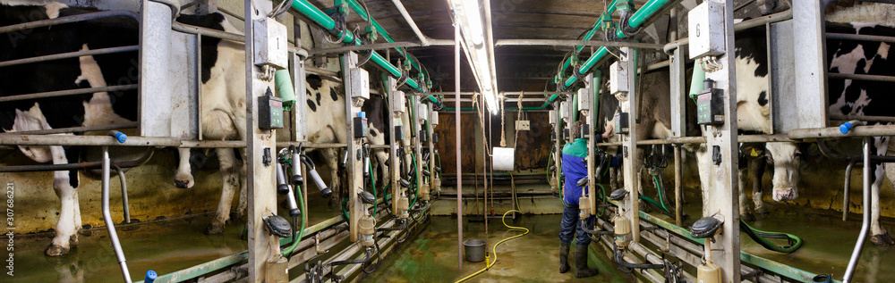 Milking the cows. Milking machine. Farming. Netherands. Cows. Cattle panorama