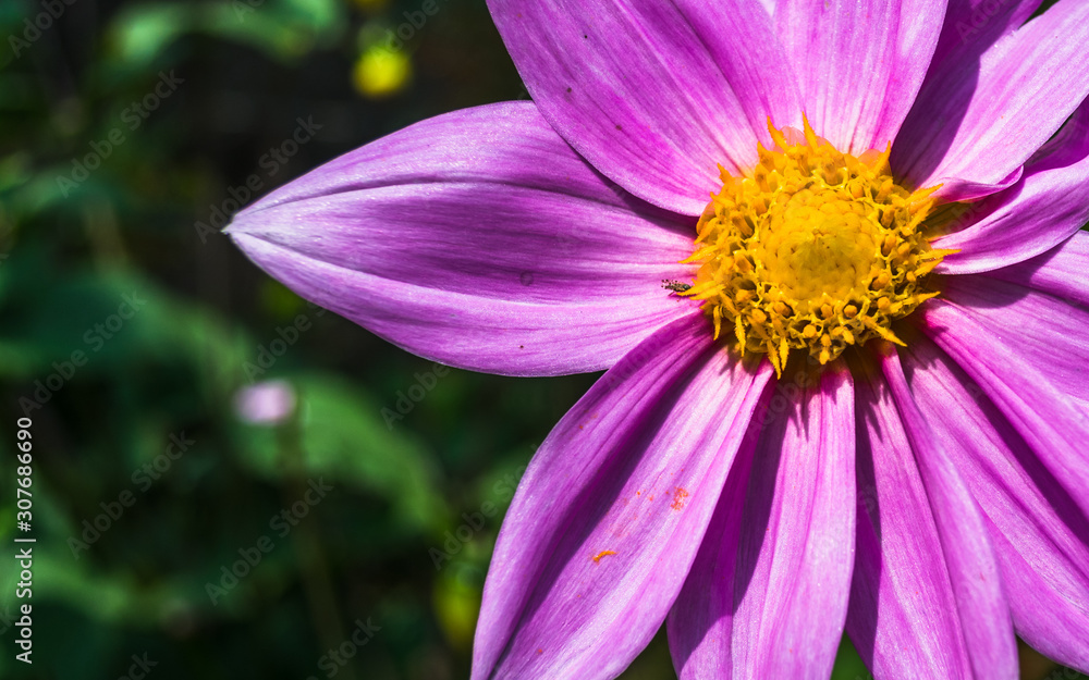 Daisy flower bloomed in spring season Daisy flower bloomed in spring season
