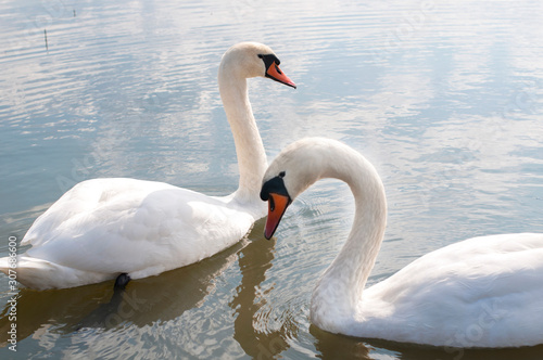 white swans on an autumn lake on a sunny day