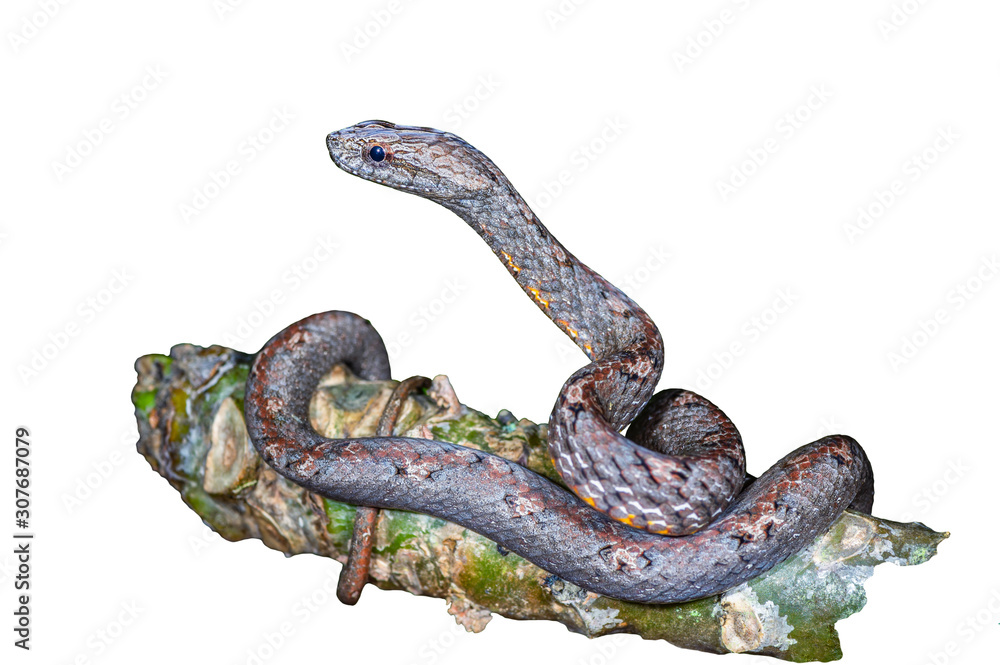Obraz premium Common Mock Viper or Psammodynastes pulverulentus , beautiful gray snake isolated stripes coiling resting wrap on tree branch with white background Thailand and clipping path.