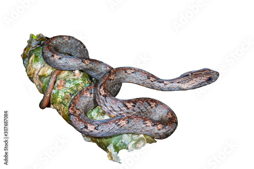 Common Mock Viper , beautiful gray snake isolated stripes coiling resting wrap on tree branch with white background at Thung salaeng luang National park, Thailand. Clipping path. photo