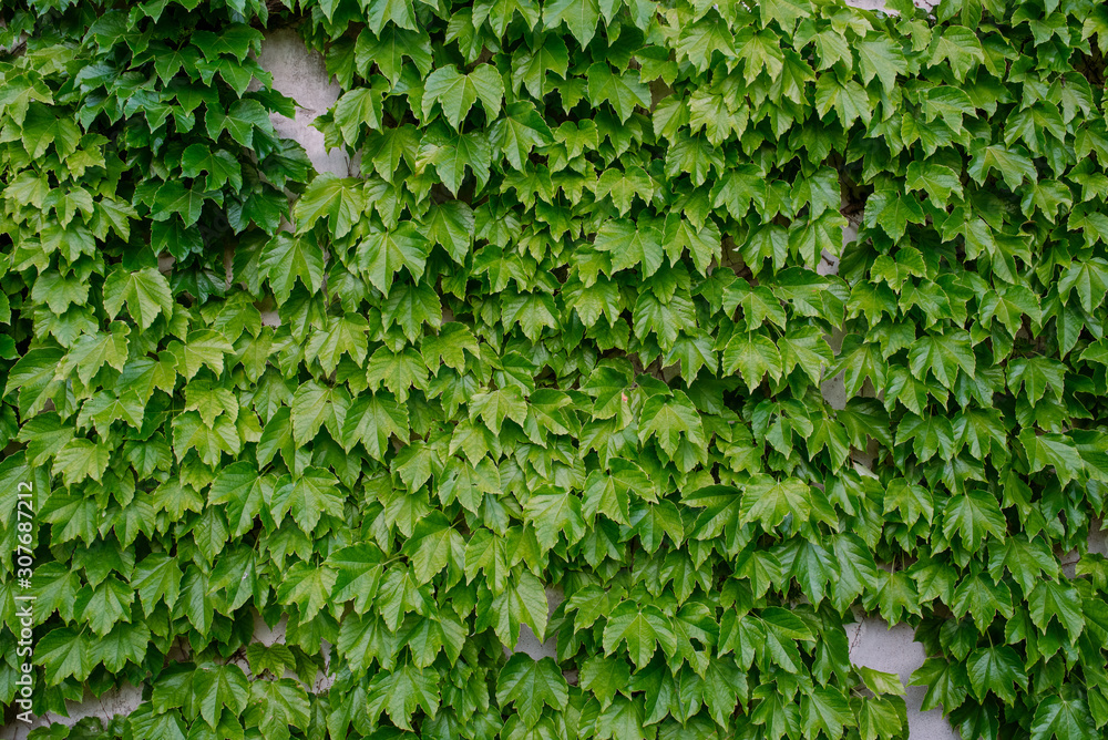 Obraz premium background with green leaves