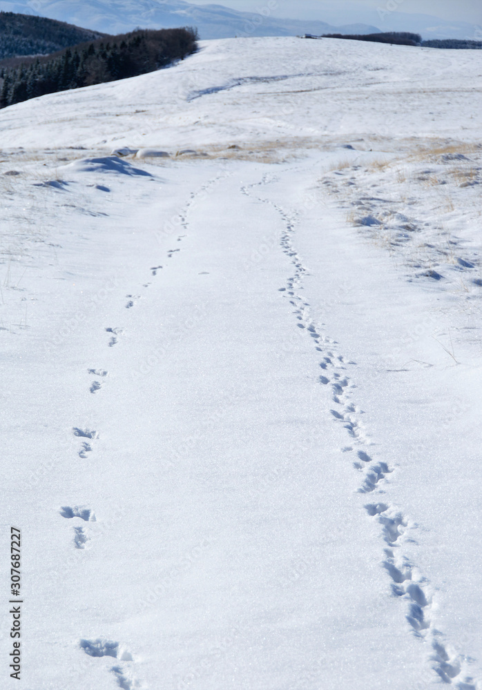 traces of animals on snow