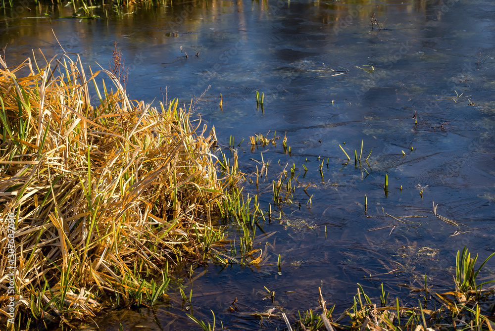 Rzeka Narew w okolicy Suraża, Narwiański Park Narodowy, Dolina Narwi, Suraż, Podlasie, Polska Rzeka Narew w okolicy Suraża, Narwiański Park Narodowy, Dolina Narwi, Suraż, Podlasie, Polska