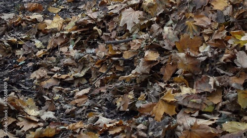 Vacuum cleaner pipe removes fall leaves closeup.