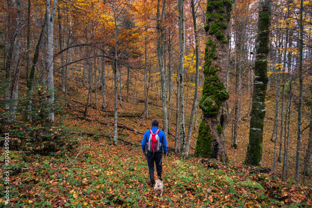 A Man And A Dog Walk in the Forest autumn A Man And A Dog Walk in the Forest autumn