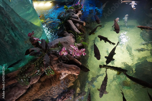 Malaysian Flooded Forest flanks the staircase connecting two levels of Aquaria KLCC. Beautiful round fish tank . photo