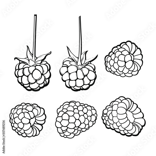 Ripe raspberry sketch set, hand drawn vector illustration