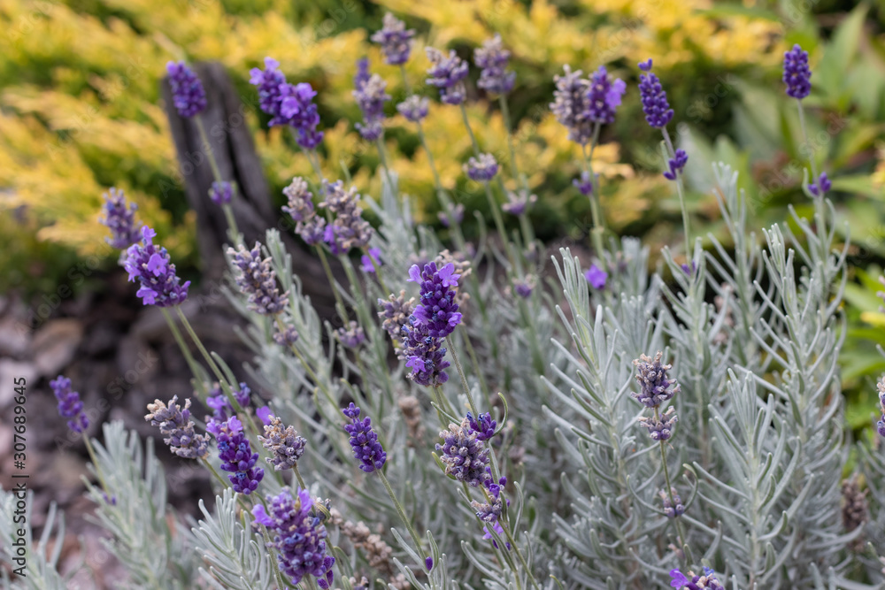 Obraz premium Lavender flower close up soft focus on yellow background