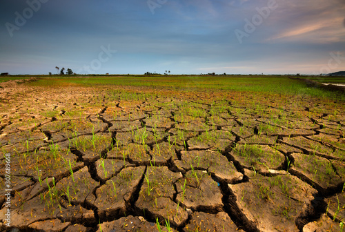 Foto Cracked soil because of dry weather in Kota Marudu, Sabah, East Malaysia