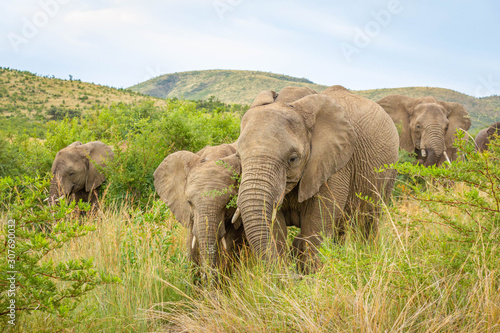 Elephants   Loxodonta Africana  walking through the grass at Pilanesberg National Park  South Africa.