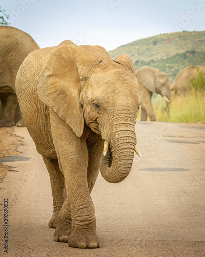 Elephants ( Loxodonta Africana) walking on the road at Pilanesberg National Park, South Africa.