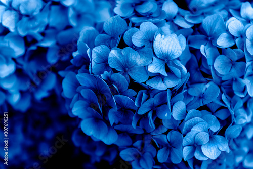 Beautiful Blue Hydrangea Flowers in the Garden on Sunny Summer Day