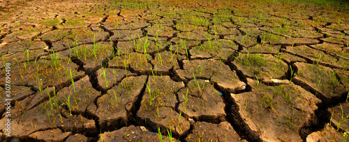 Cracked soil because of dry weather in Kota Marudu, Sabah, East Malaysia