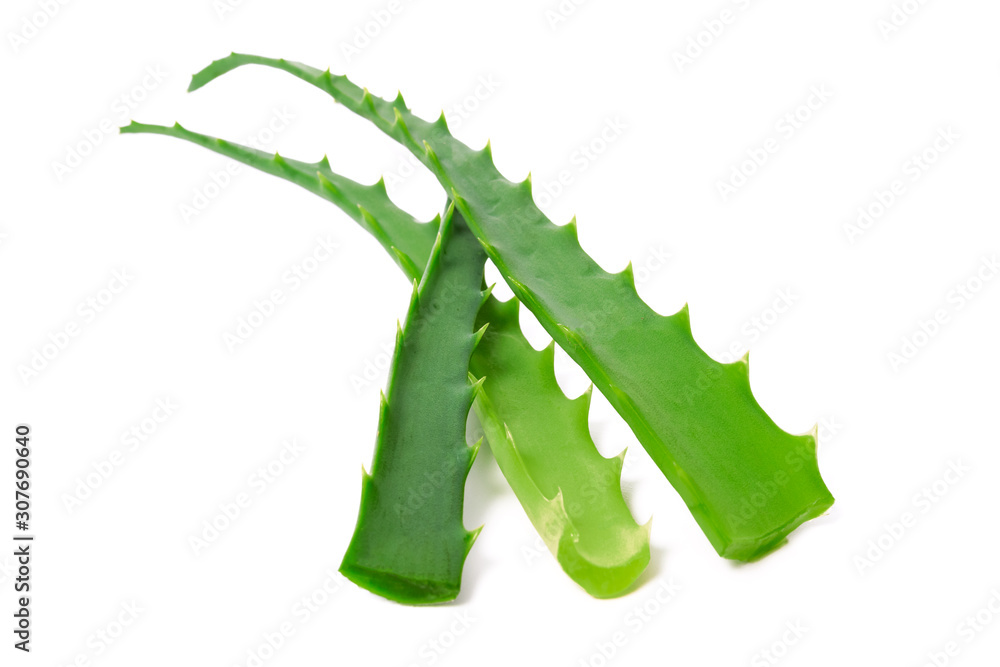 Naklejka premium Fresh aloe vera leaves isolated on white background in close-up