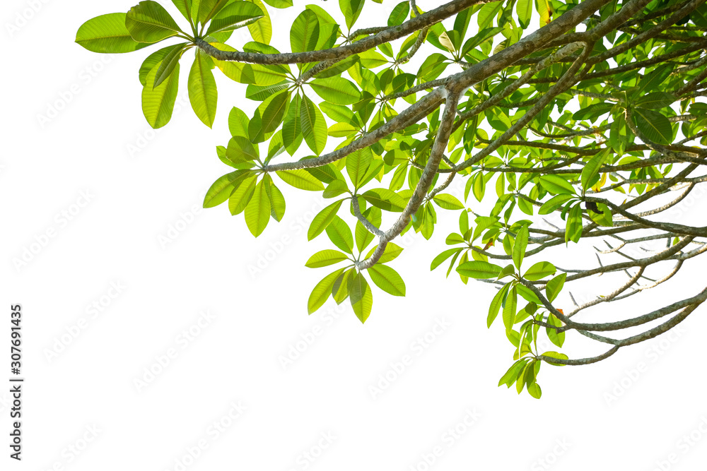 Green branches of leaves border Green branches of leaves border