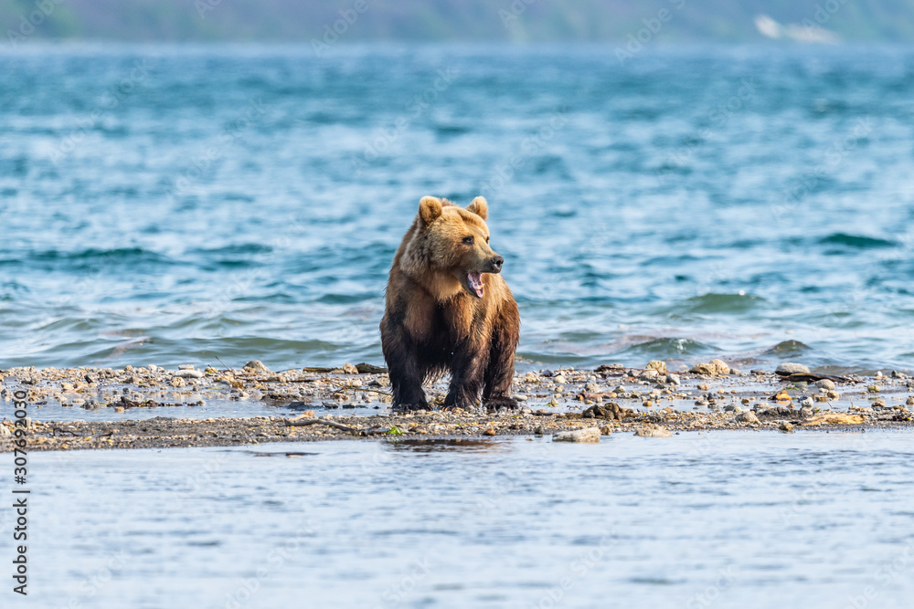 Fototapeta premium Ruling the landscape, brown bears of Kamchatka (Ursus arctos beringianus)