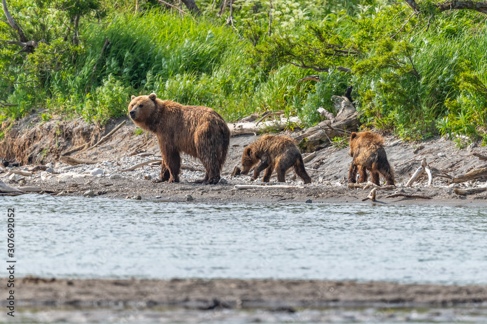 Ruling the landscape, brown bears of Kamchatka (Ursus arctos beringianus) Ruling the landscape, brown bears of Kamchatka (Ursus arctos beringianus)