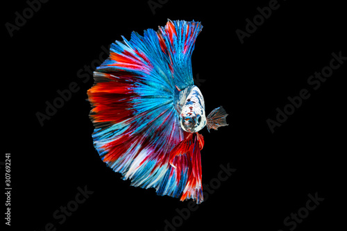 Foto The moving moment beautiful of red and blue siamese betta fish or fancy betta splendens fighting fish in thailand on black background