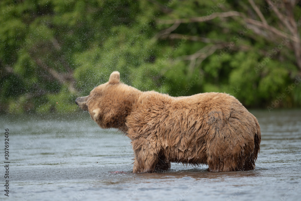 Ruling the landscape, brown bears of Kamchatka (Ursus arctos beringianus) Ruling the landscape, brown bears of Kamchatka (Ursus arctos beringianus)