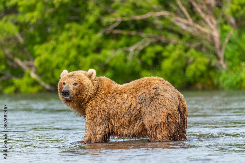 Fototapeta premium Ruling the landscape, brown bears of Kamchatka (Ursus arctos beringianus)