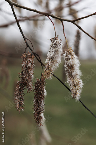 white brown catkins on branch
