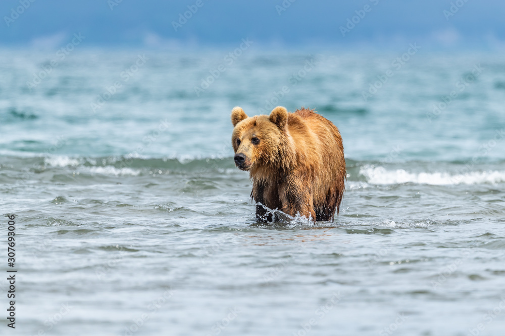 Ruling the landscape, brown bears of Kamchatka (Ursus arctos beringianus) Ruling the landscape, brown bears of Kamchatka (Ursus arctos beringianus)