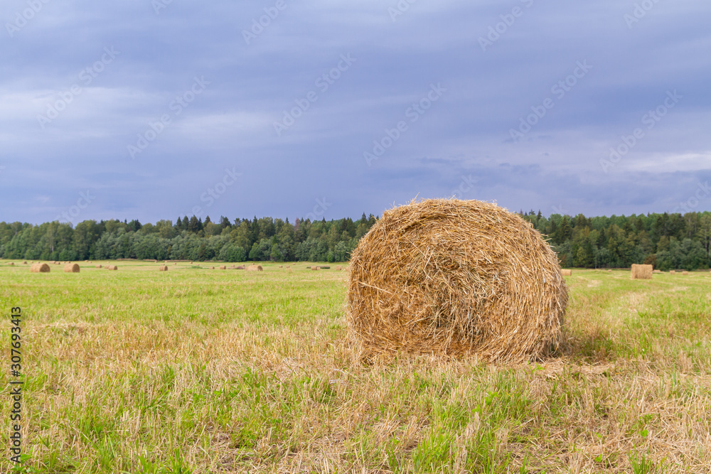 Haystacks are removed from the fields in the summer near the forest Haystacks are removed from the fields in the summer near the forest