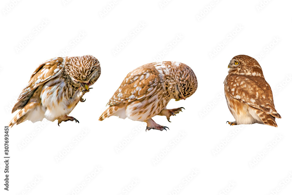 Little owls. Isolated bird. White background. Little owls. Isolated bird. White background.