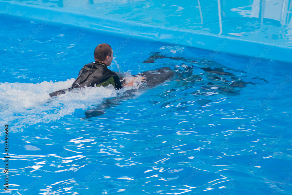 young white man in a wetsuit is swimming on a dolphin in the pool. swimming with wild sea animals, with dolphins. dolphin therapy, petotherapy, zootherapy, rehabilitation medicine