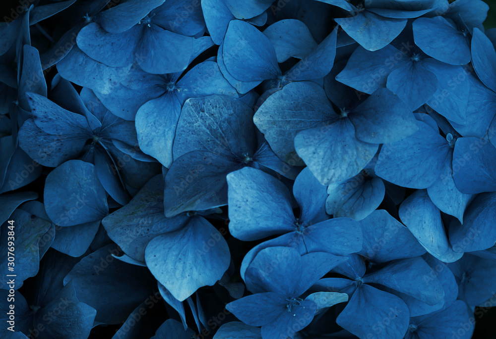 Trend color 2020 classic blue, top view, layout for design.Hydrangea flower in trendy blue color. Trendy color concept of the year, classic blue background. Trend color 2020 classic blue, top view, layout for design.Hydrangea flower in trendy blue color. Trendy color concept of the year, classic blue background.