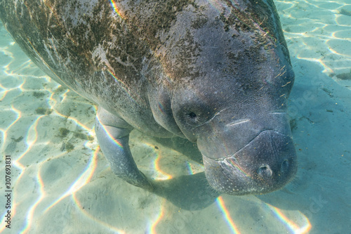 A curious and playful West Indian Manatee (Trichechus manatus) approaches the camera and diver for a closer look. Manatees come to these warm springs in winter to survive the cold.