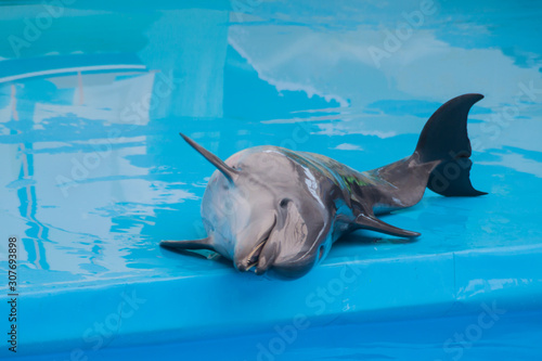 Cute sad trained dolphin performs in dolphinarium, aquarium. wild animals in poor conditions. animal cruelty, abuse, wildlife conservation, greenpeace, animal welfare