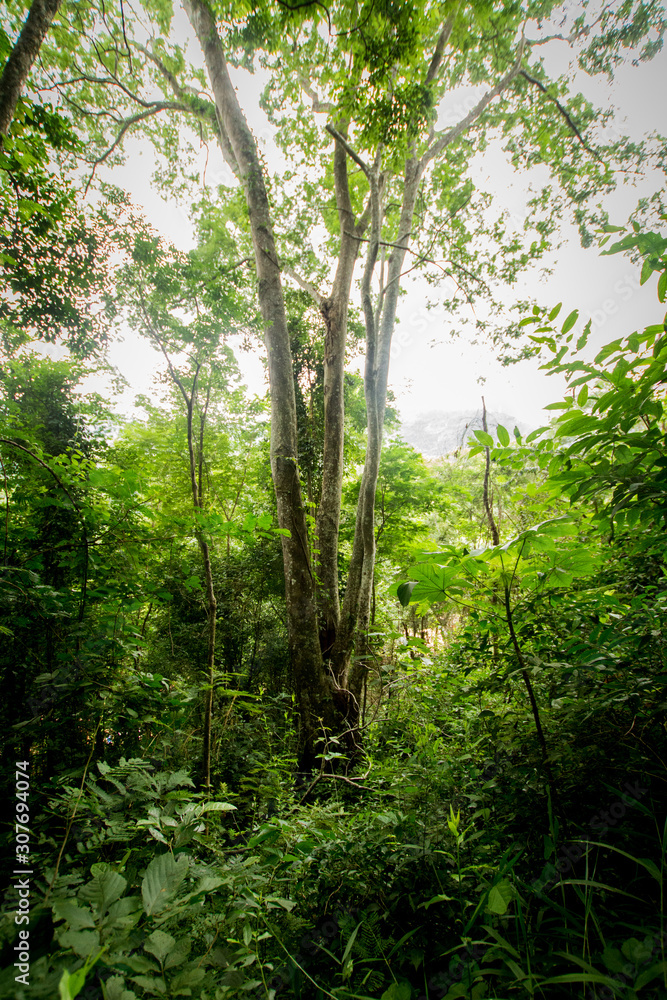 Trees in the Atlantic Rainforest, one of Brazil's largest and most endangered biomes. Rio de Janeiro, Brazil Trees in the Atlantic Rainforest, one of Brazil's largest and most endangered biomes. Rio de Janeiro, Brazil
