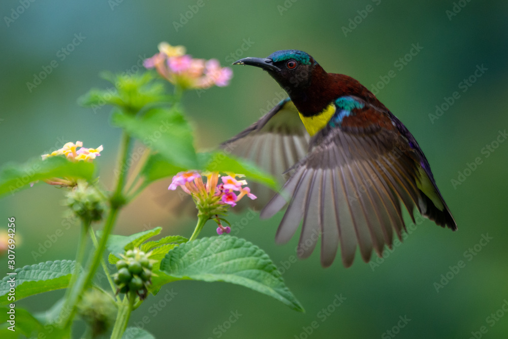 Purple Rumped Sunbird at Bhadravathi, Karnataka