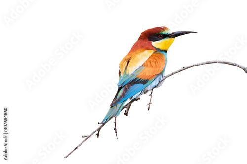 Colorful birds. Isolated bird and branch. White background. Bird: European Bee eater. Merops apiaster.