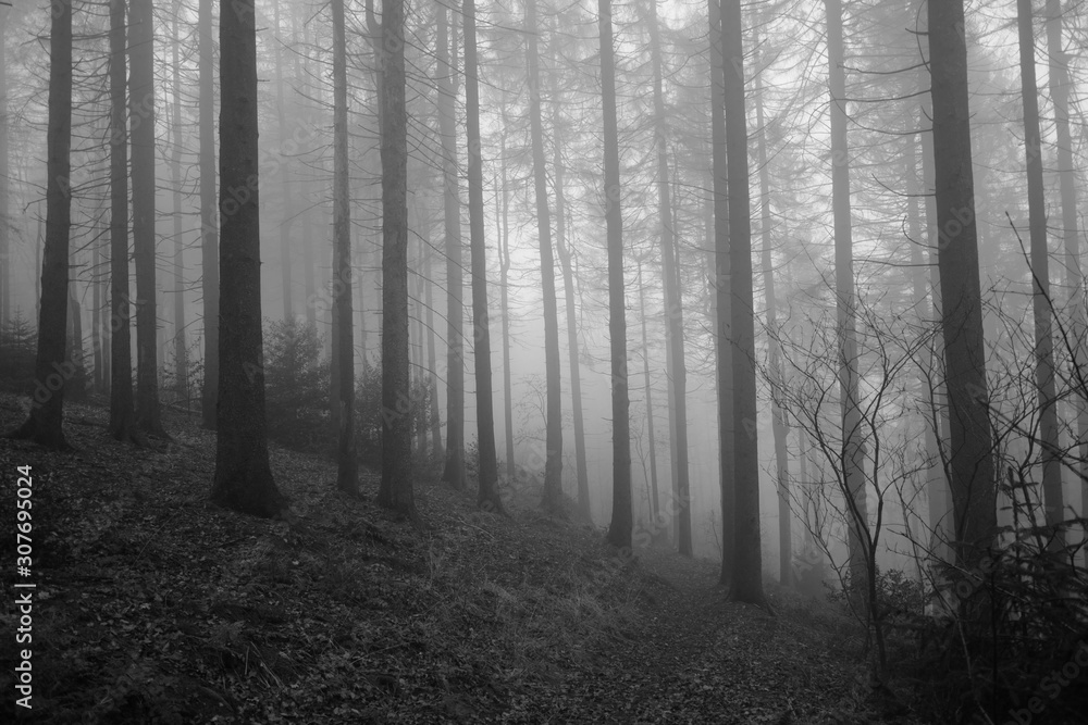 Fototapeta premium Wald im Nebel 