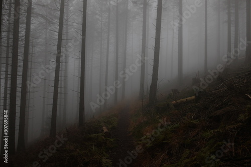 Wald im Nebel 